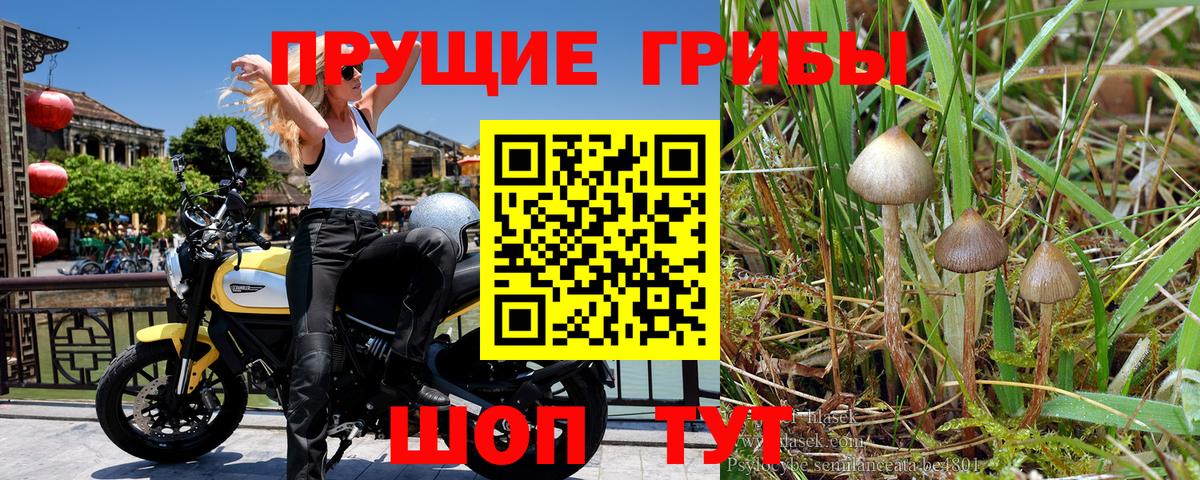 Галлюциногенные грибы Cubensis Волгодонск